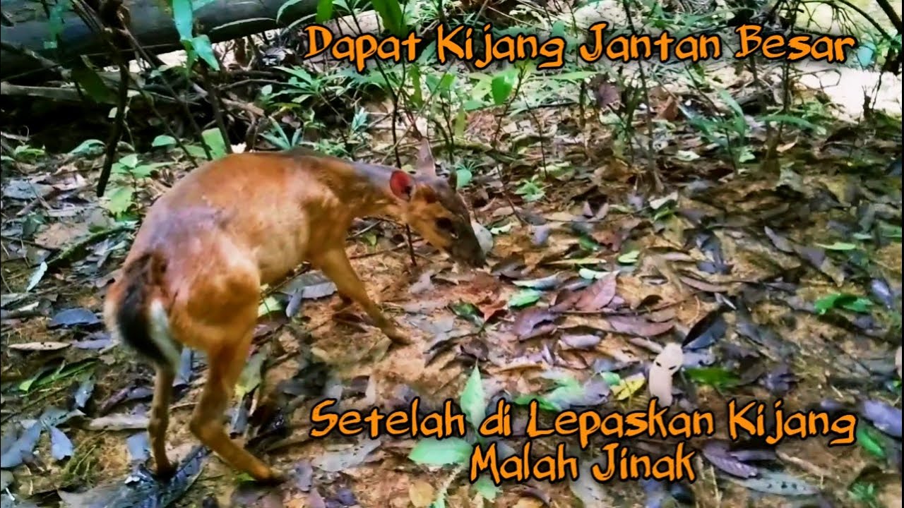 Dapat Kijang Jantan besar Saat Berburu Babi Hutan