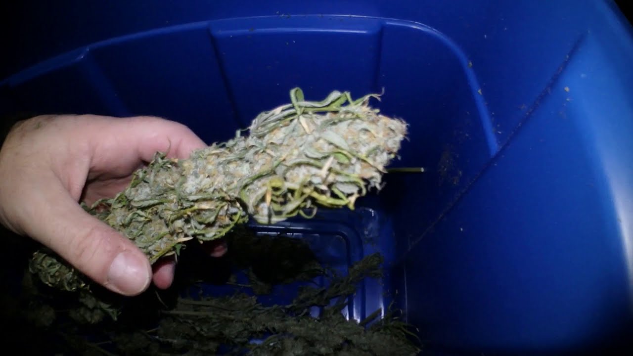 re up Veg Room Update Plus Bonus Video of Flowering Rooms Watch the Whole Video  A few random clips