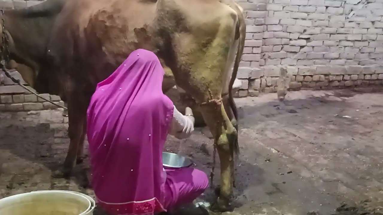 Indian cow milking vlog #vlog #cow #millking 