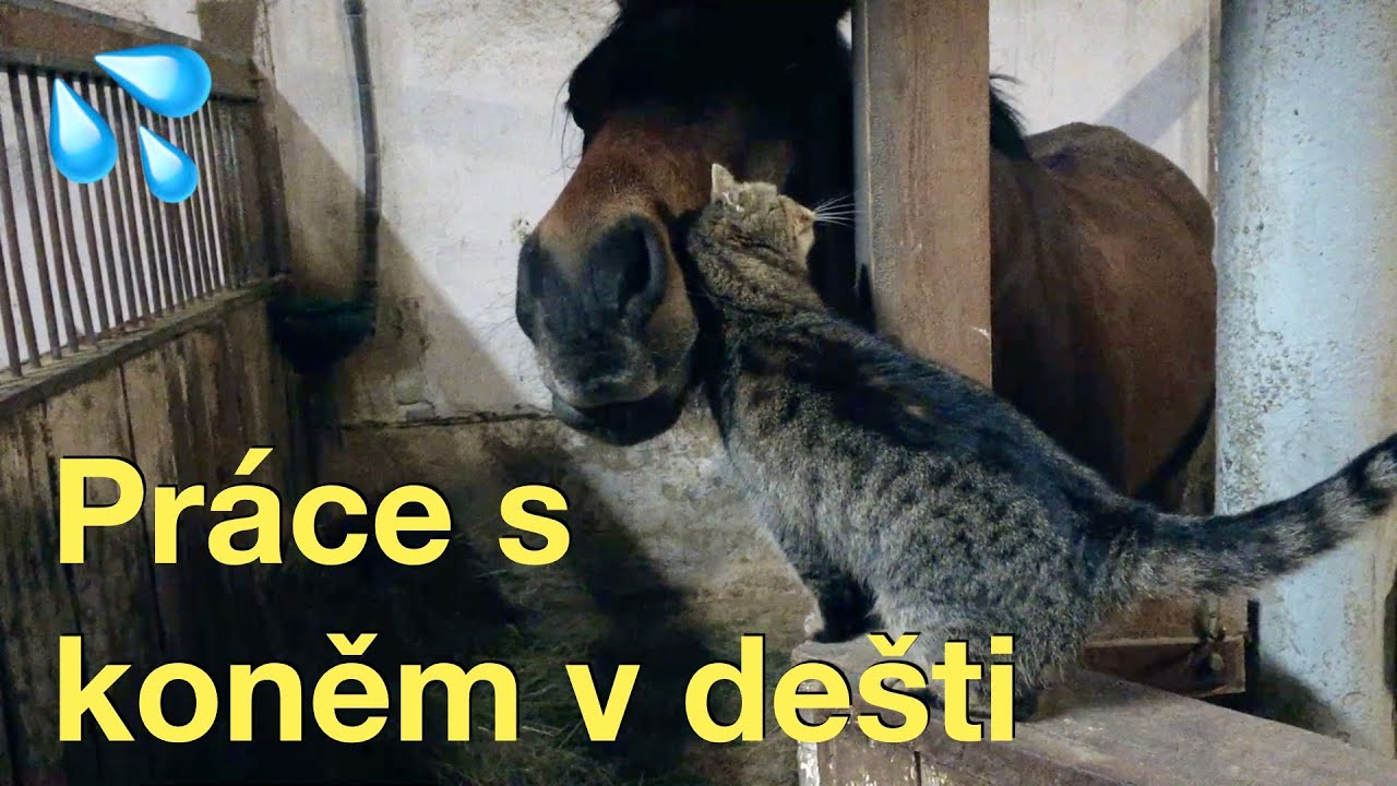 Co děl&aacute;me s koněm v de&scaron;ti 💦 Pr&aacute;ce na lonži 🐎 Krmen&iacute; kon&iacute; 🥕 Kočič&iacute; mazlen&iacute; 🐈 VLOG