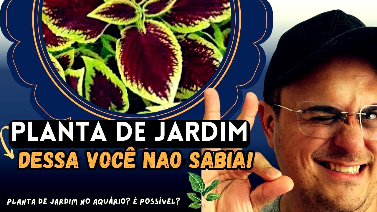 Plantas de Jardim no Aquário: FUNCIONA MESMO? Descubra Agora!