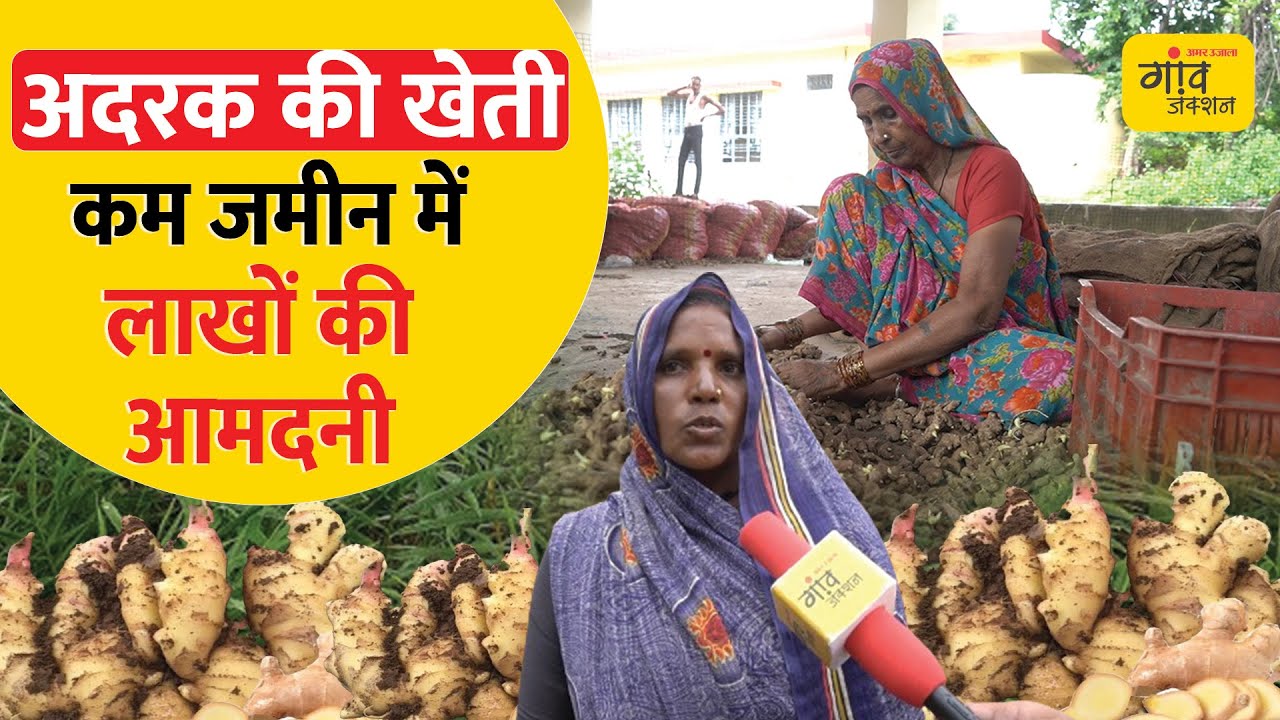 GINGER FARMING: अदरक की खेती में लाखों की आमदनी | Gaon Junction LIVE | @gaonjunctionofficial