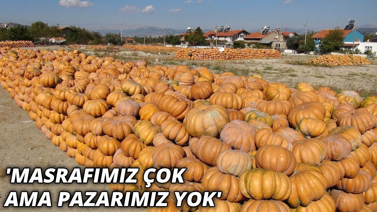 Burdurlu bal kabağı üreticisi, alıcı bekliyor... 'Bu yıl 60- 65 kuruşa satabiliyoruz'