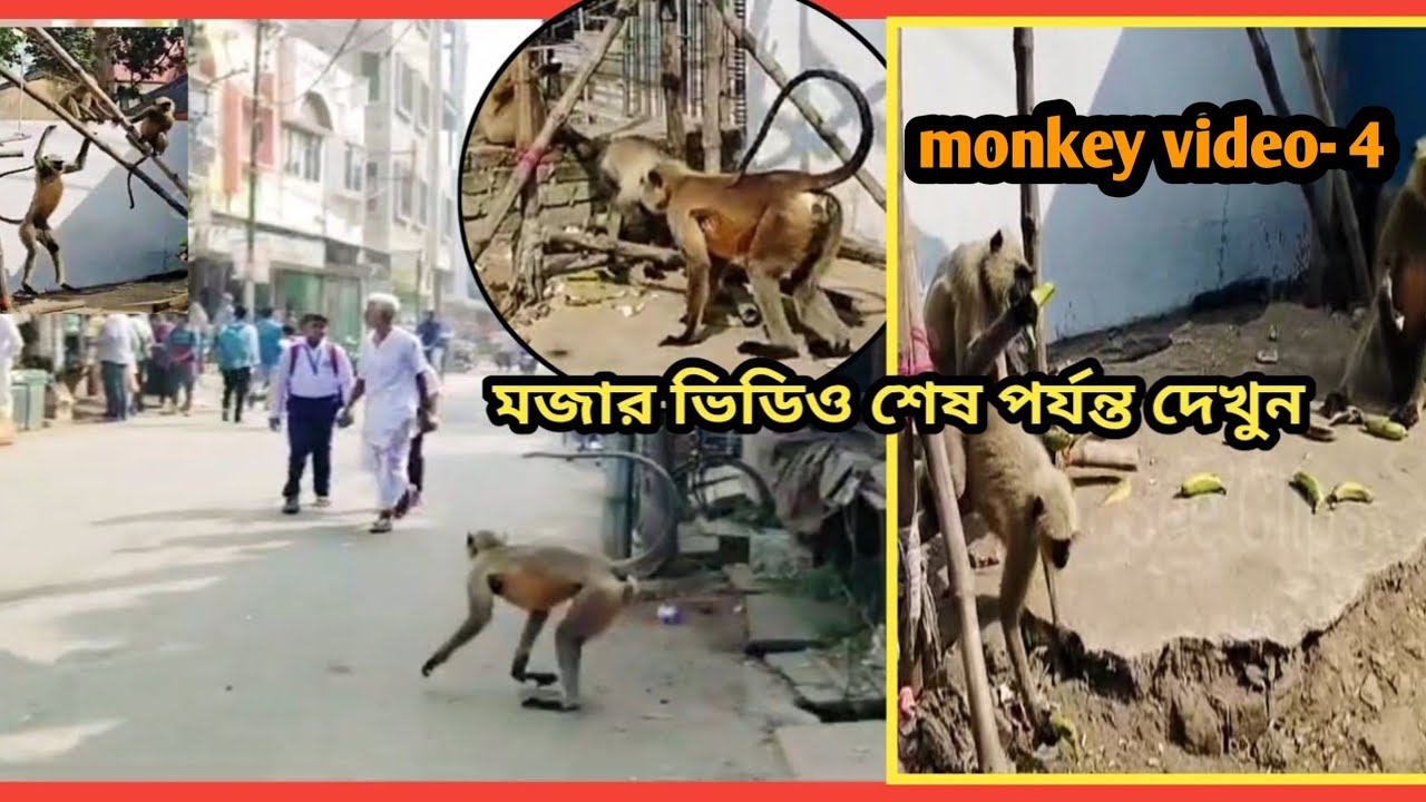 monkey video |monkey funny video🐒🤪