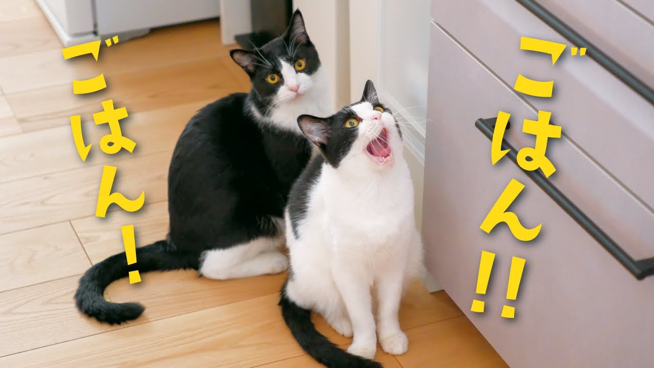 【食いしん坊】猫たちに自動給餌器を使わせたら反応が凄すぎた…
