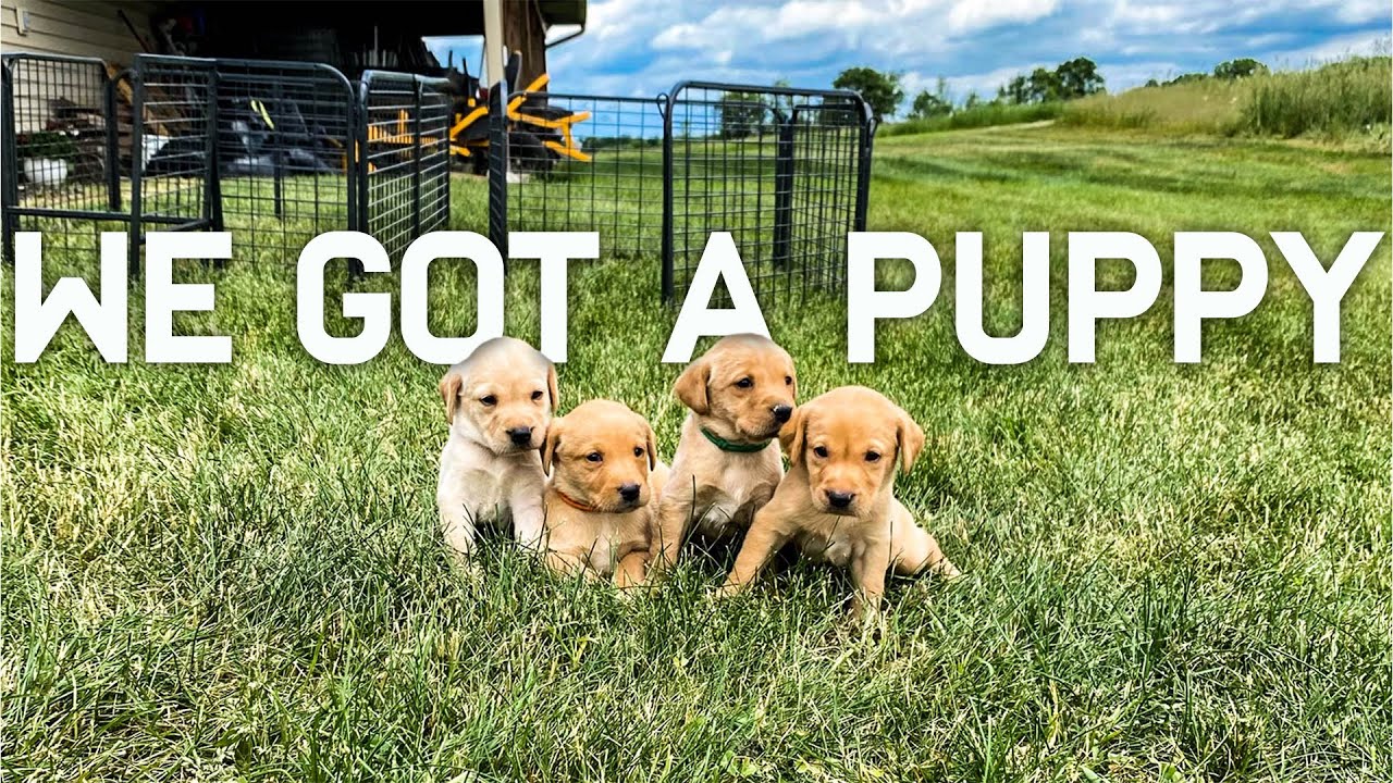 BRITISH LAB PUPPY | WHAT DO WE DO NOW?