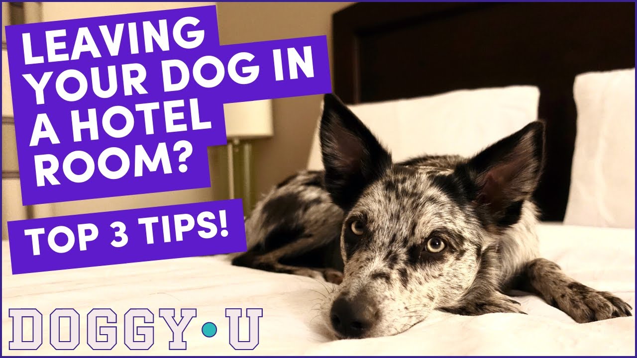 Leaving Your Dog in a Hotel Room SAFELY: Top 3 Tips!