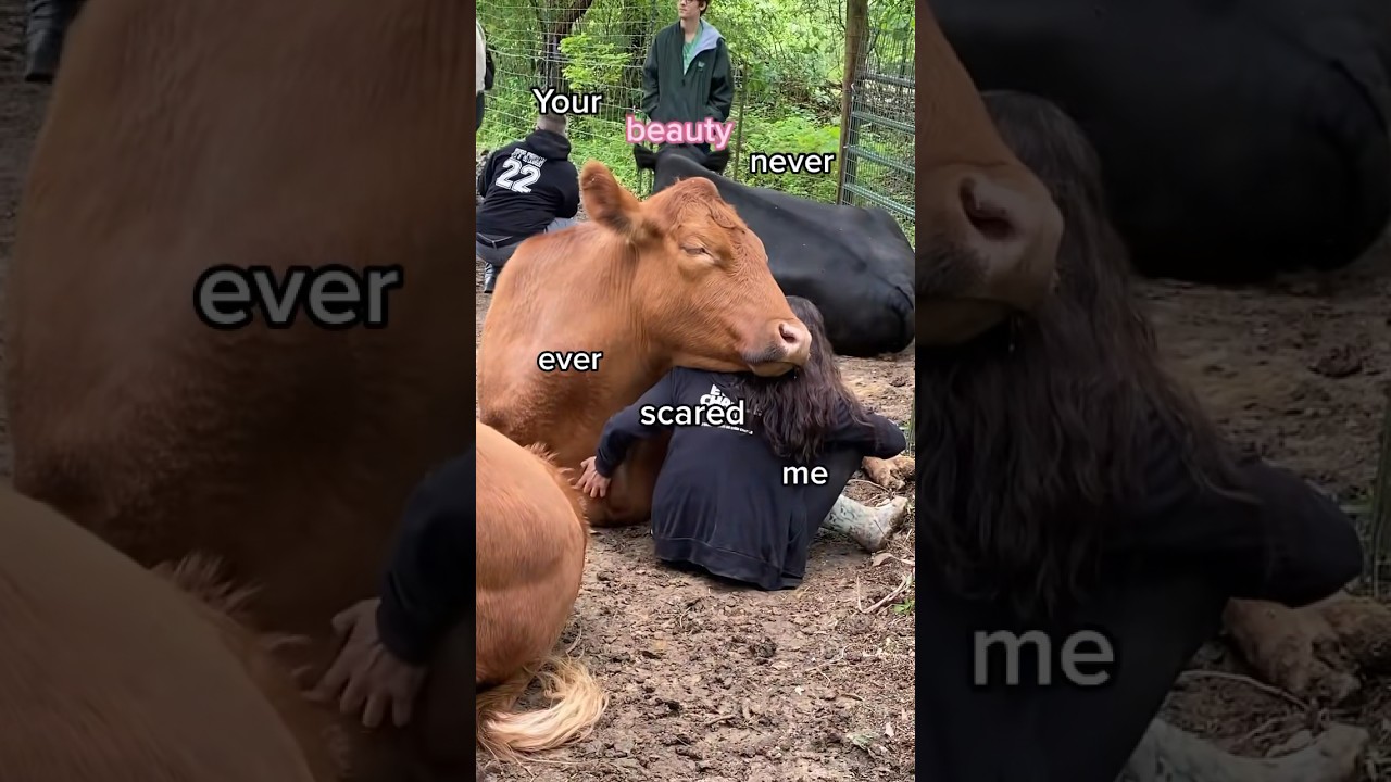 Six Cows Escaped Death Together