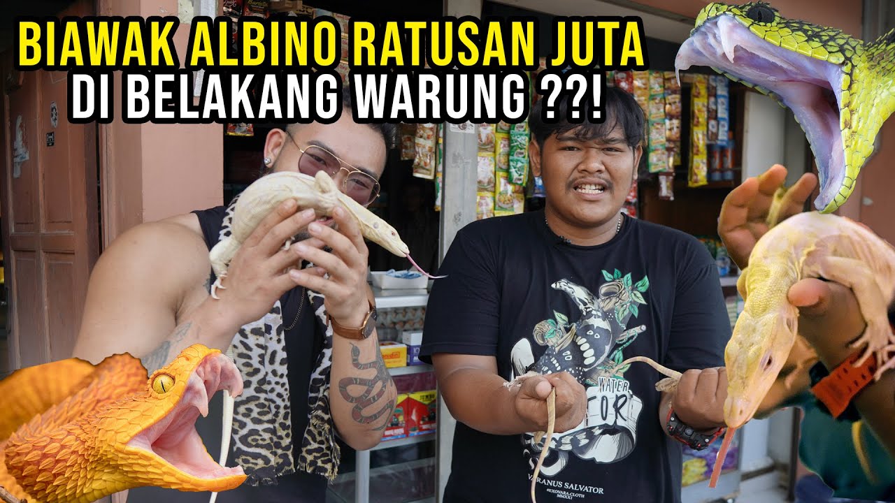 SAKIT ! BIAWAK ALBINO RATUSAN JUTA DI BELAKANG WARUNG ? KOLEKSI LANGKA ULAR BERBISA TINGGI JUGA ADA!
