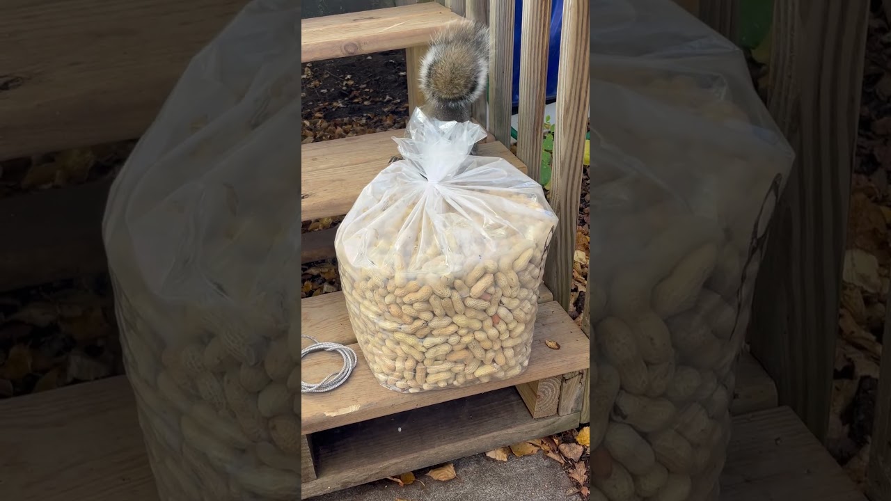 Not so chubby mama squirrel and a full bag of peanuts!! #squirrelthoughts #squirrelfriend