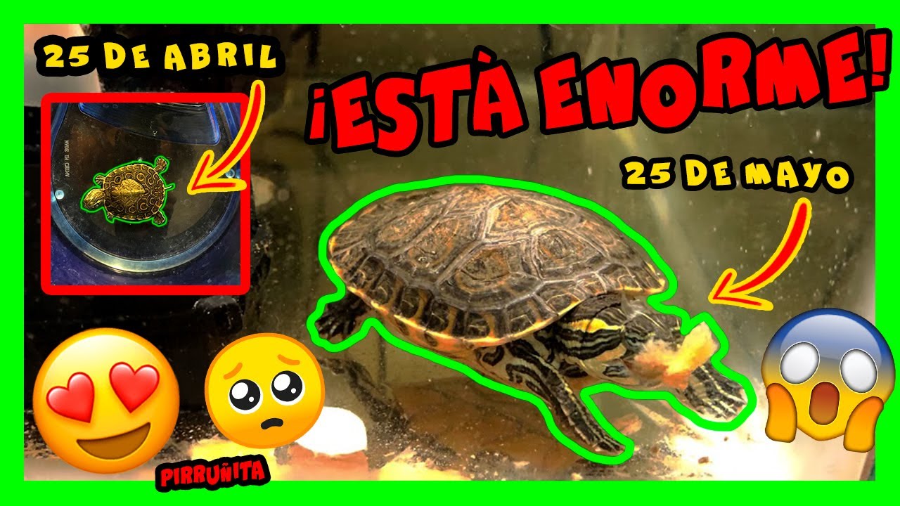 LA TORTUGA QUE RESCATAMOS ESTA APUNTO DE ....