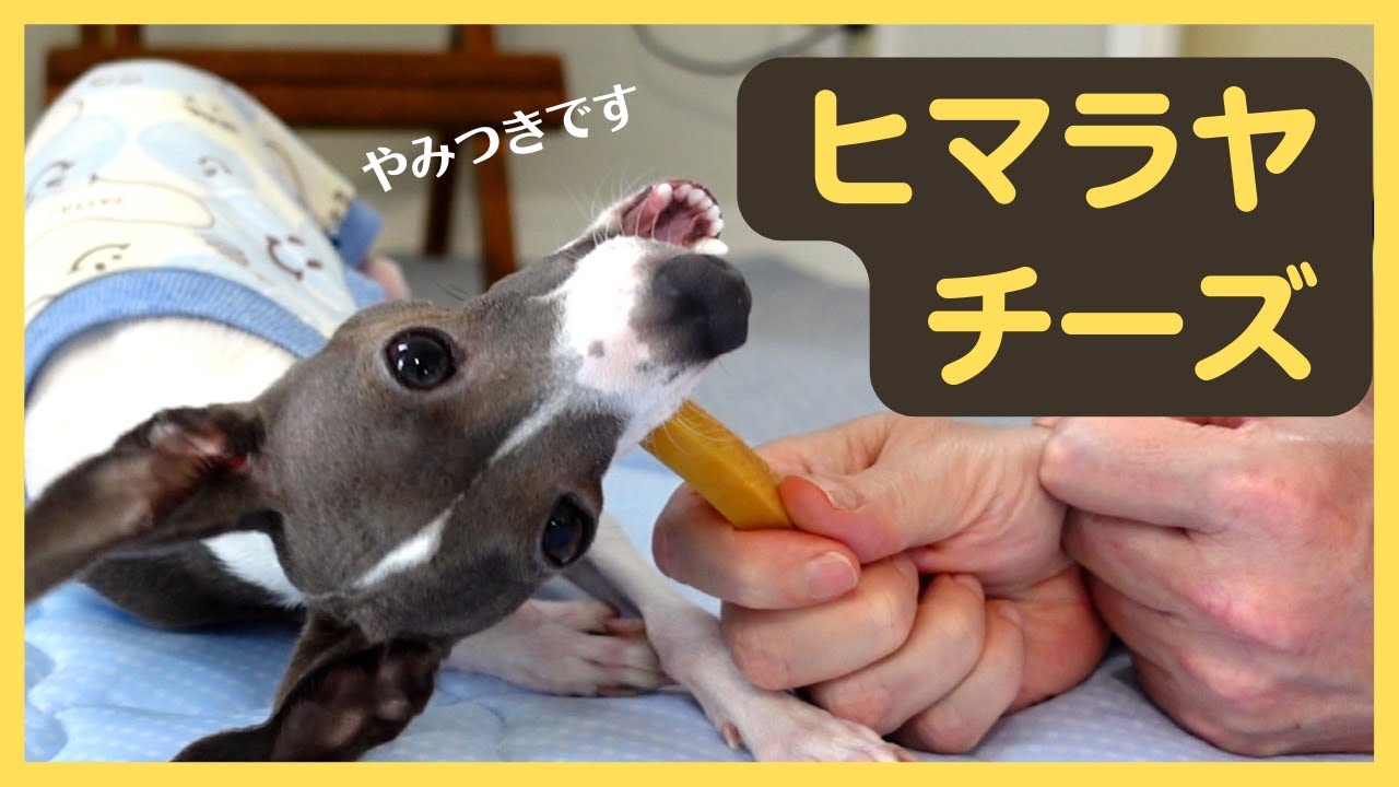 【ASMR】初ヒマラヤチーズに大喜びのイタグレ子犬。レンチンしたらびっくり！Himalayan Cheese Dog Chew