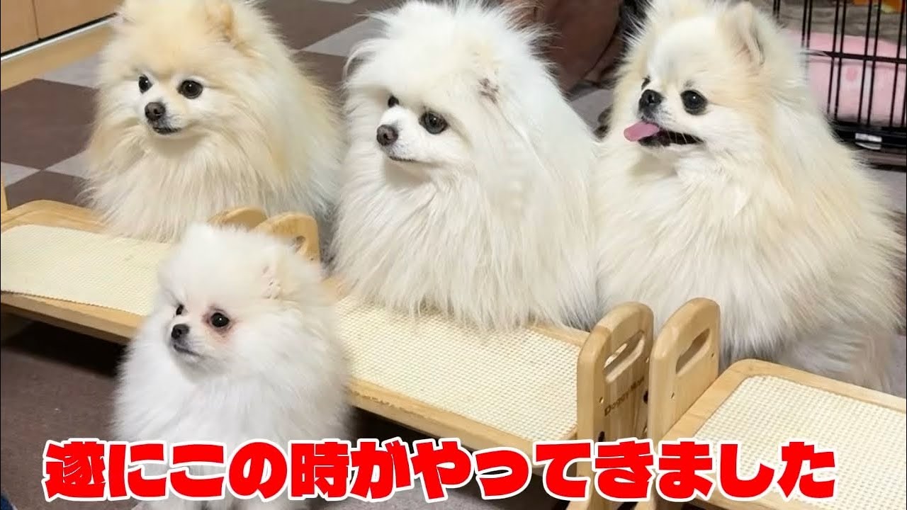 遂にみんなで待てが出来るようになりました