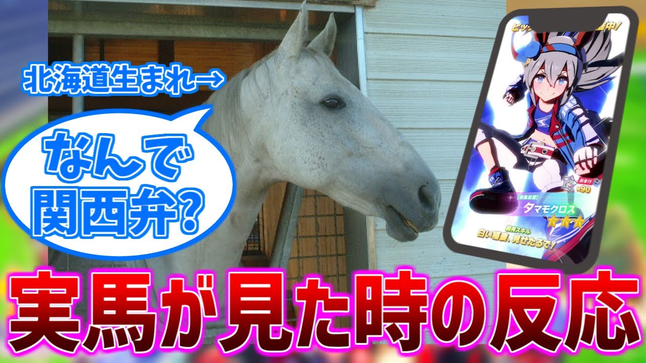 ウマ娘でのキャラ付けを教えたらブちぎれそうなお馬さんステークスに対するみんなの反応集