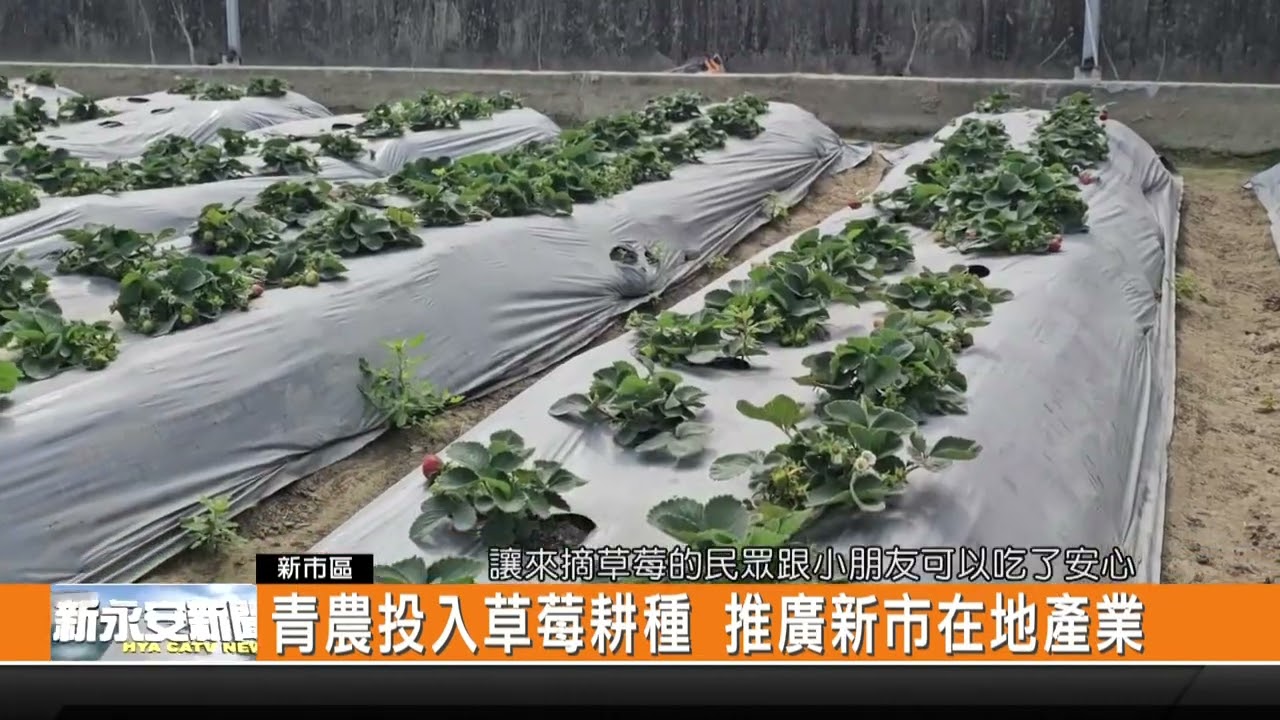 青農投入草莓耕種 推廣新市在地產業-新永安新聞