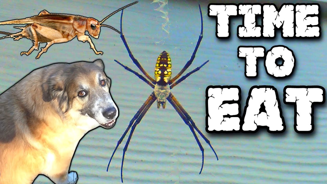 2nd Largest SPIDER in North Carolina!!! Feeding The Golden Orb Weaver / Banana Garden Spiders