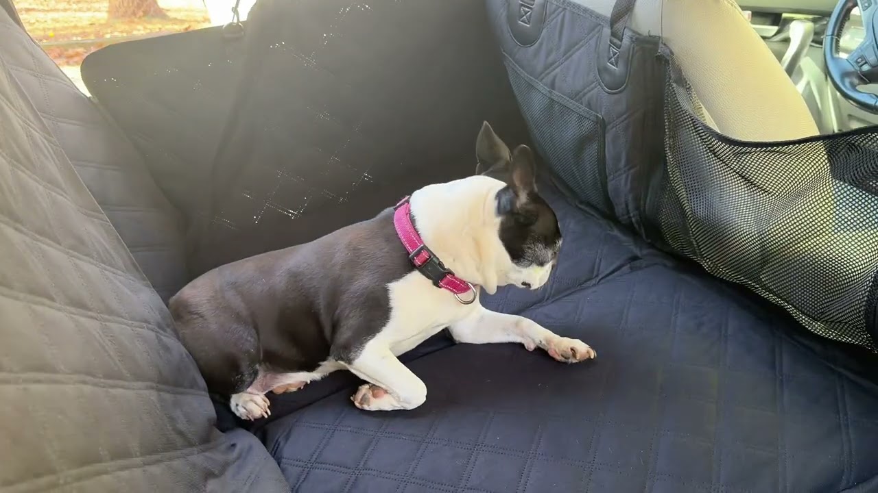 How does this REEVAA Hard Bottom Dog Seat Cover 2.0 hold up?