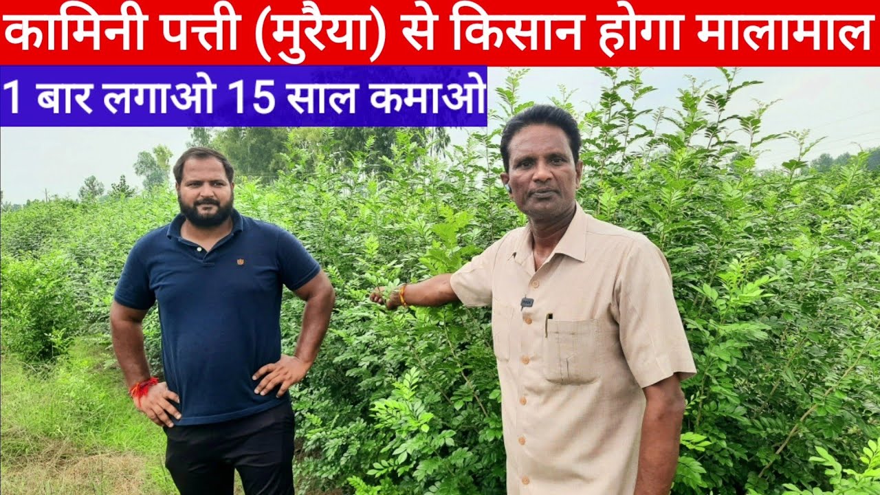 Kamini patti muraiya 15 साल तक चलेगी कामिनी पत्ती (मुरैया) की फसल कर देगी मालामाल