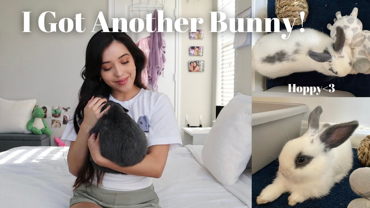 I Got Another Bunny! 🐰🐰🐰
