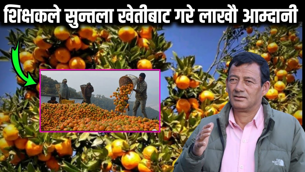 शिक्षक पेशा छाडेर ३५ रोपनीमा सुन्तला र कागती रोपरे गरे लाखौ आम्दानी Suntala Kheti |nepalionlinetv