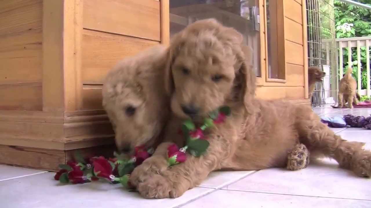 Royal Hawaiian Red Standard Poodles