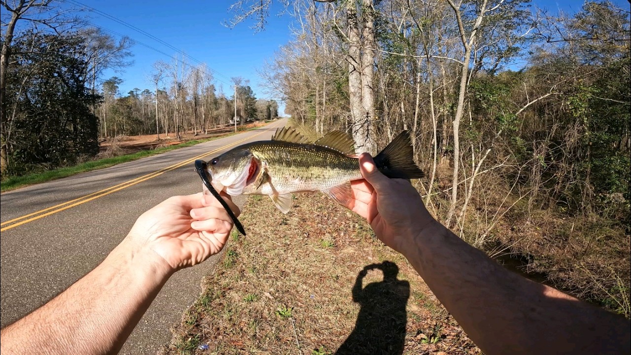 Out looking for a BITE!