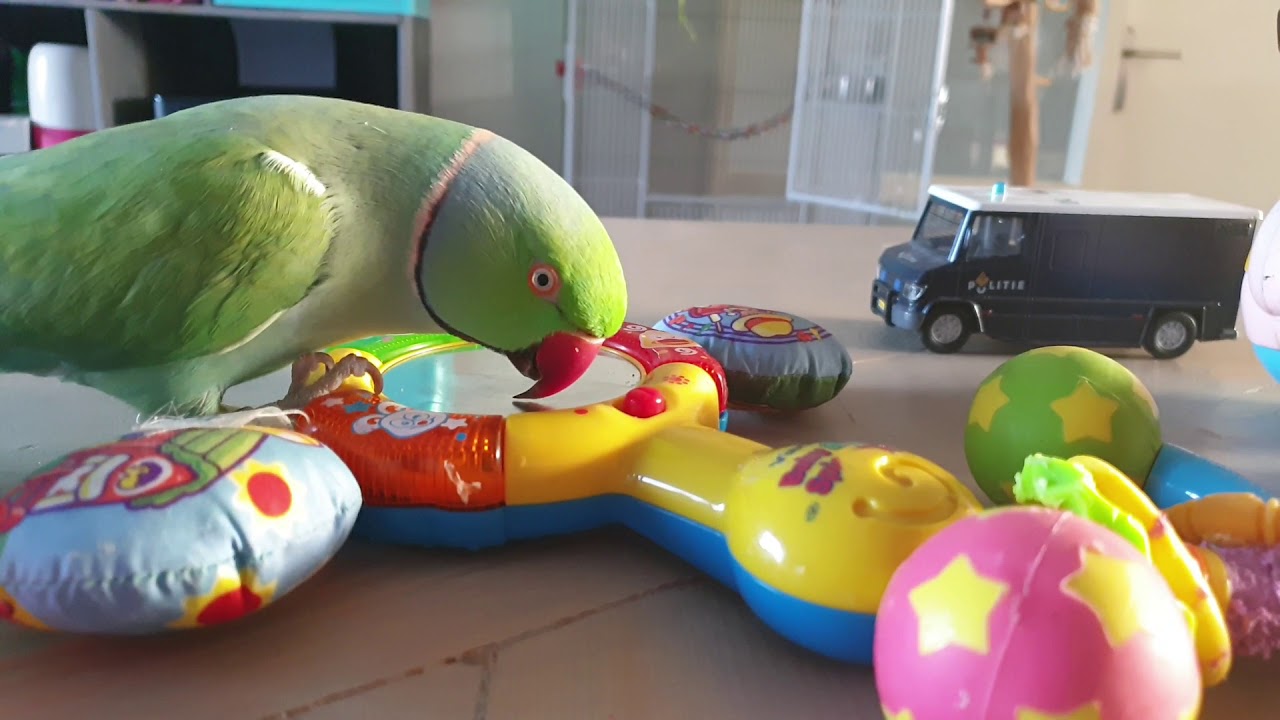 Tommy & Paco playing