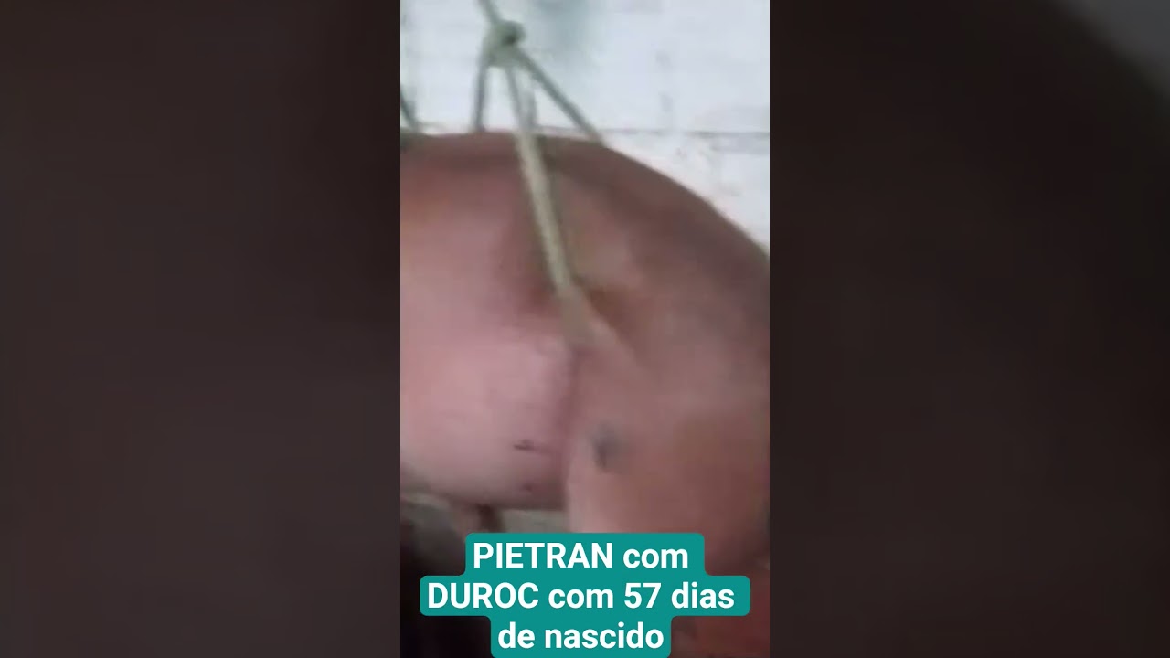 PIETRAN com DUROC com 57 dias de nascido passando dos 20 kg.