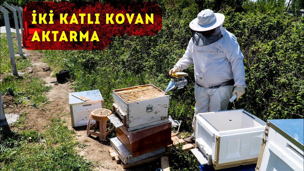 KOVAN AKTARMA  | Acemi Arıcının 2 katlı Kovan Aktarması | Strafor Kovan