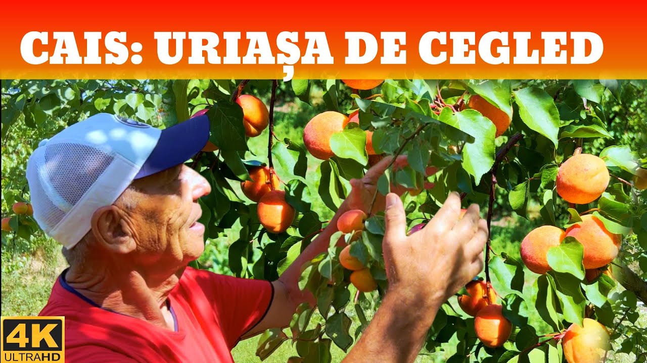 Caisul Uriasa de Cegled: Gigantul Aromat!