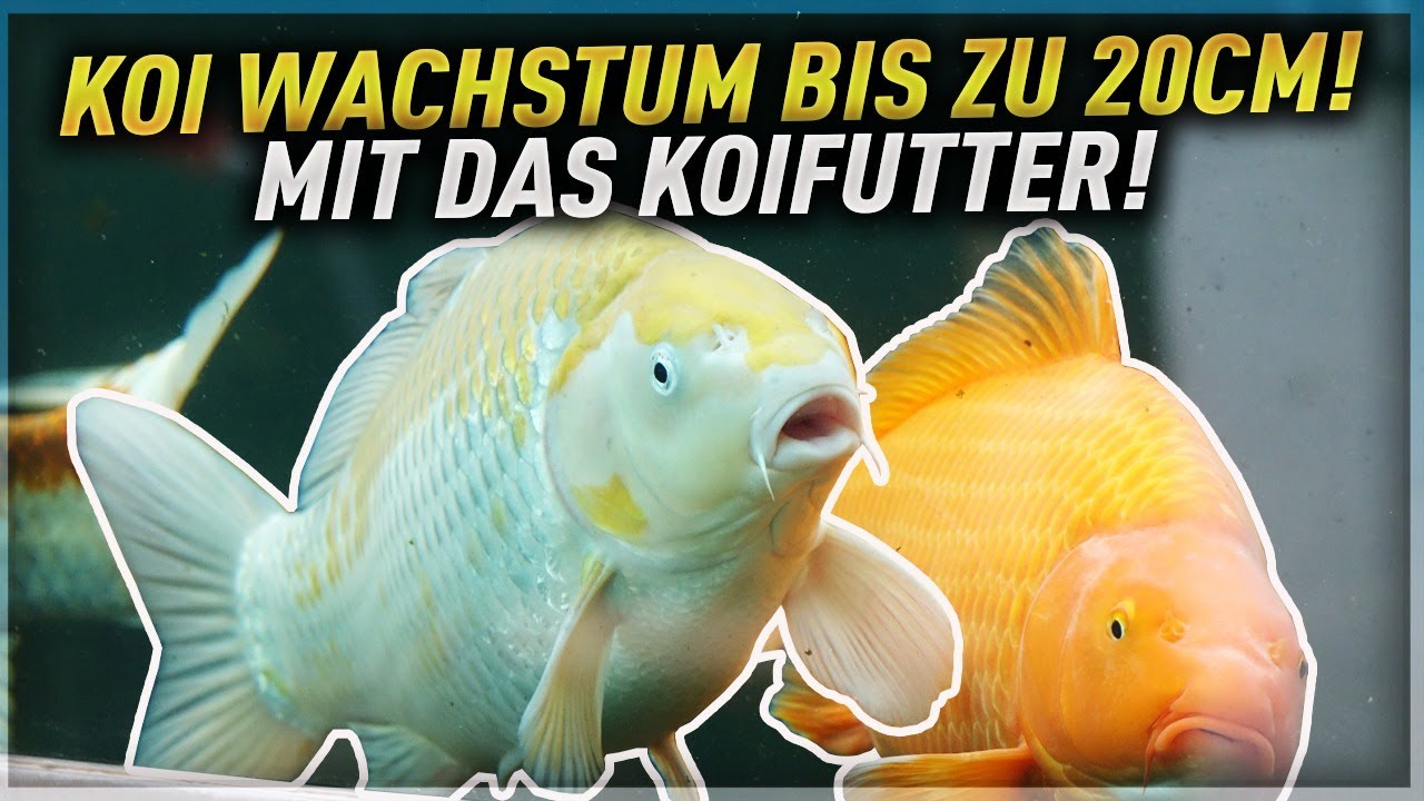 Koi WACHSTUM bis zu 20 cm! Mit DAS KOIFUTTER!