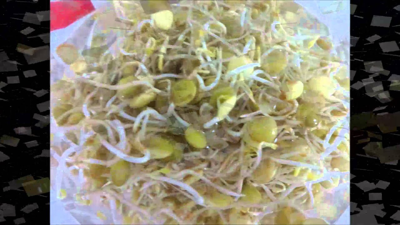 Germinado de lentejas