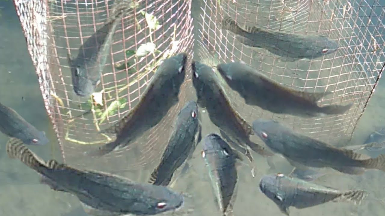Fishing: Amazing FISH Trap: Metal Screen Trap;BOBO/Patanga vs fish