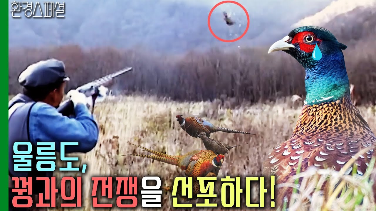 섬의 고요를 깨는 총소리, 울릉도 1만마리 꿩과의 전쟁 선포 [환경스페셜-섬으로 간 동물들] / KBS 20060125 방송