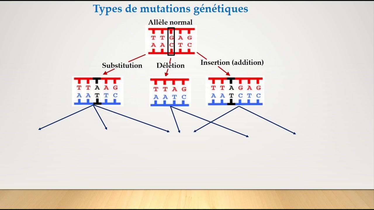 Gènes et allèles-Suite partie 1-cours-Les mutations génétiques