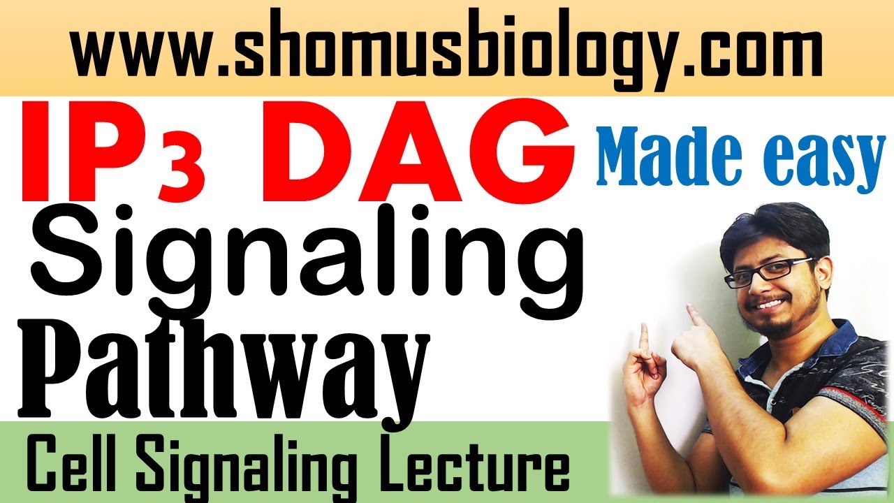 IP3 DAG signaling pathway
