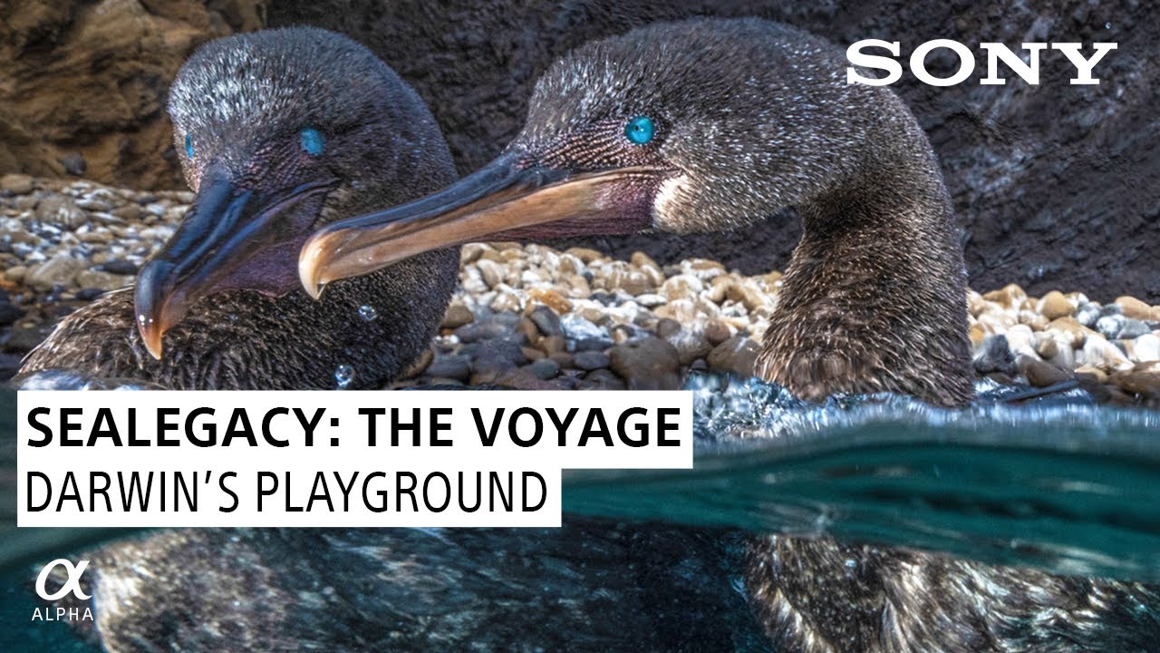 Darwin's Playground: SeaLegacy The Voyage Episode 7 | Shot on Sony