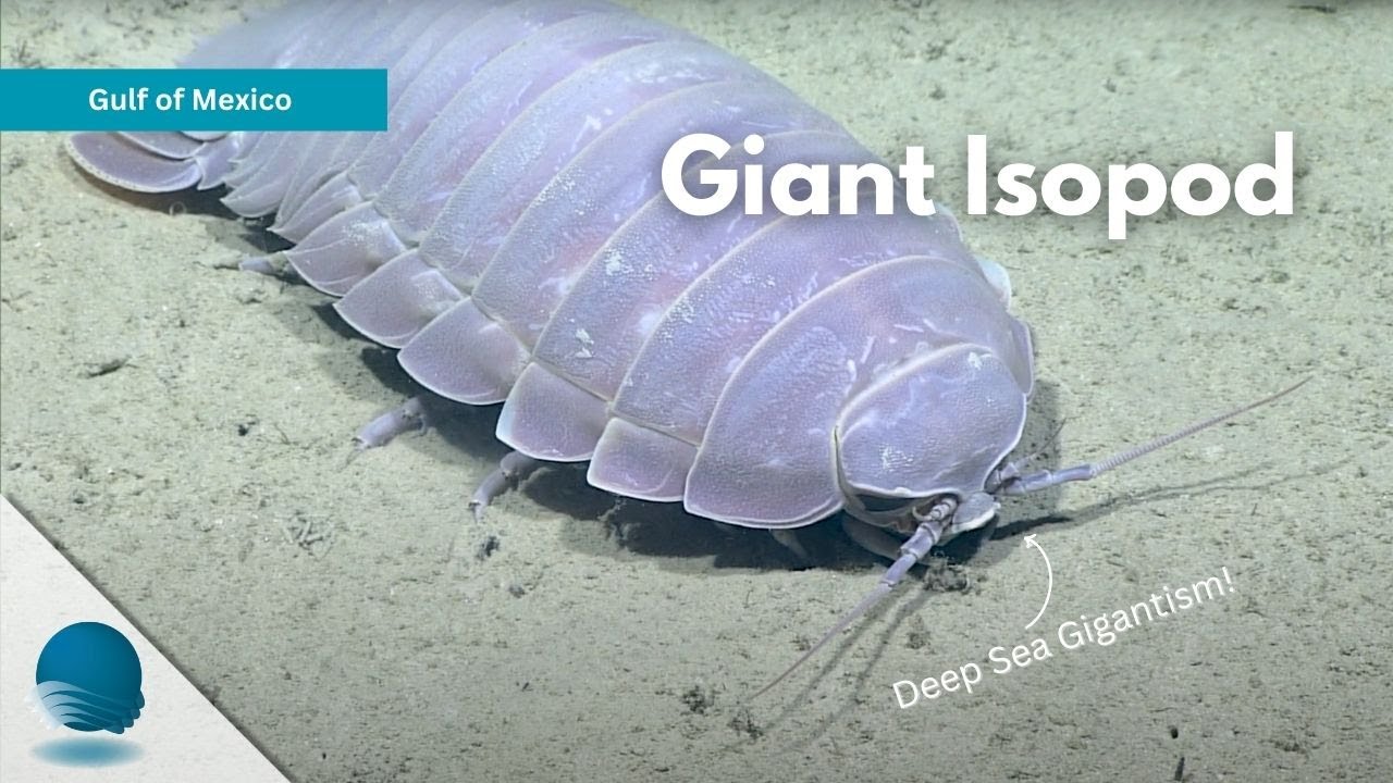 Gulf of Mexico: Giant Isopod