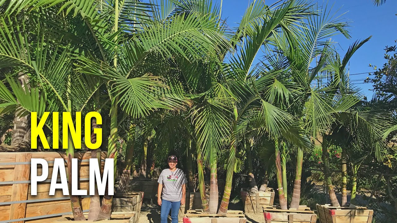 King Palm