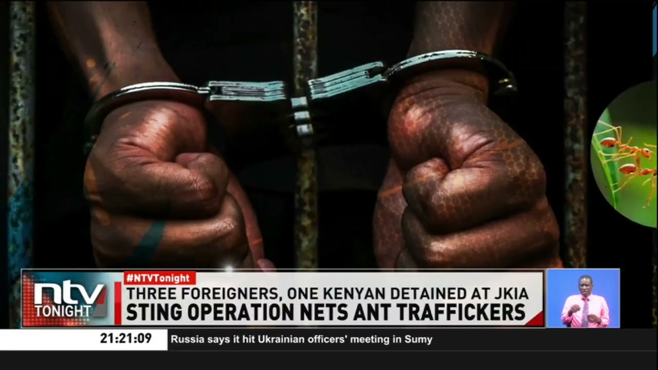 Four caught smuggling at JKIA 5,000 ants worth over Sh1million