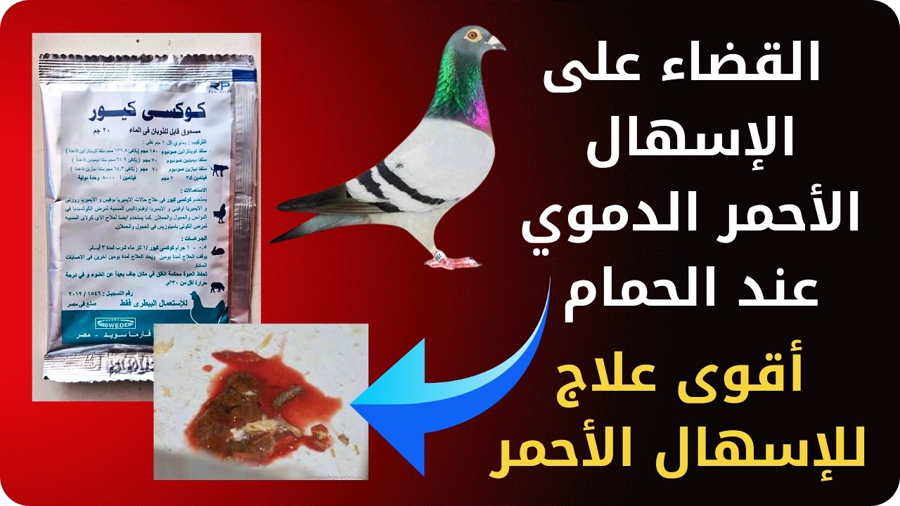 علاج الكوكسيديا ( الإسهال الأحمر ) عند الحمام | تربية الحمام الزاجل | أمراض الحمام