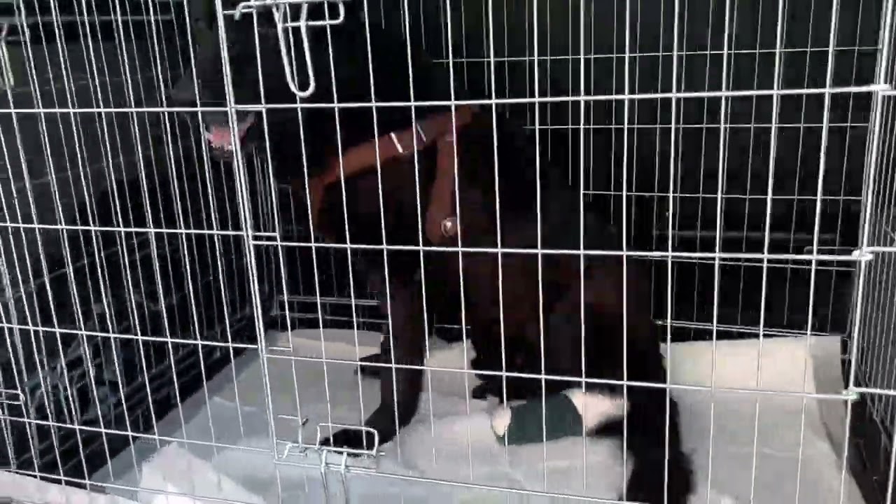 Helden für Tiere in der Ukraine im Einsatz 