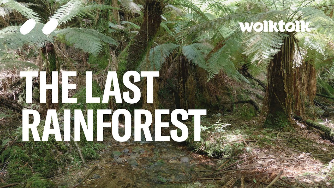 The Last Rainforest