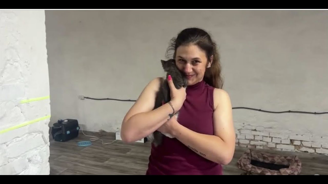Shelter life without people. Cats in the frame.