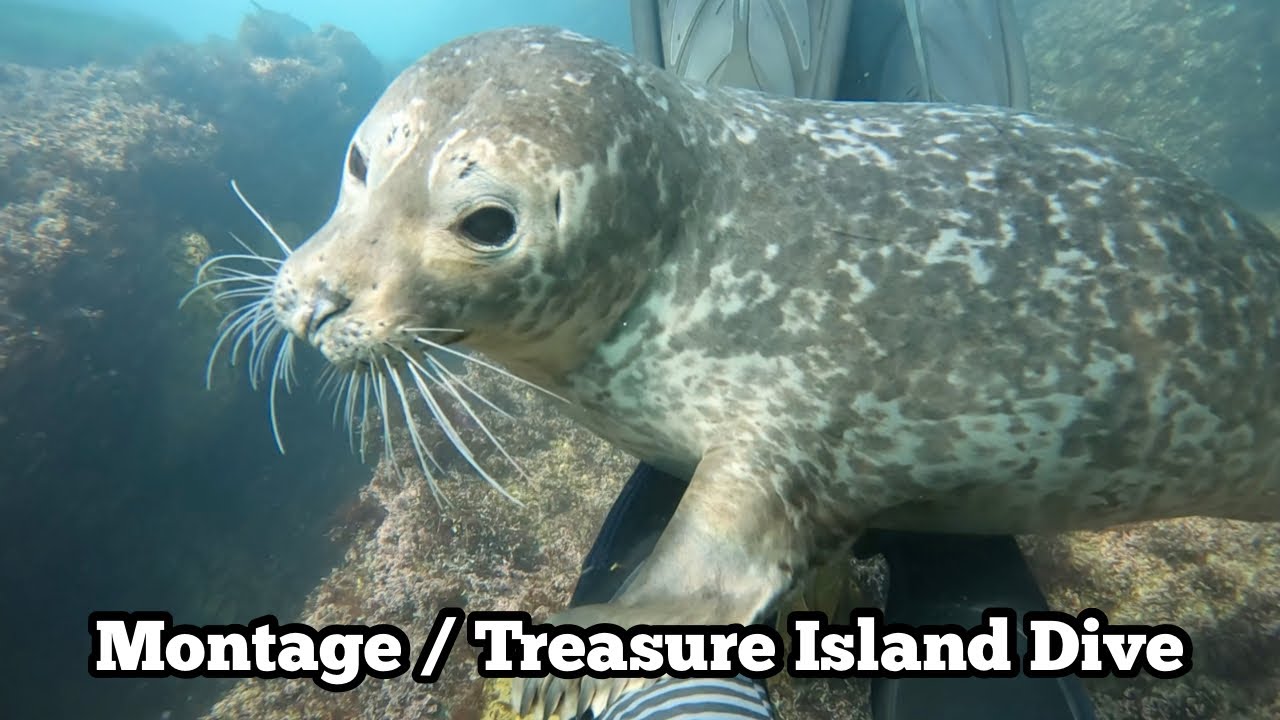 Diving Montage / Treasure Island With Seals | Feb 3rd, 2022 Scuba vLog | Laguna Beach