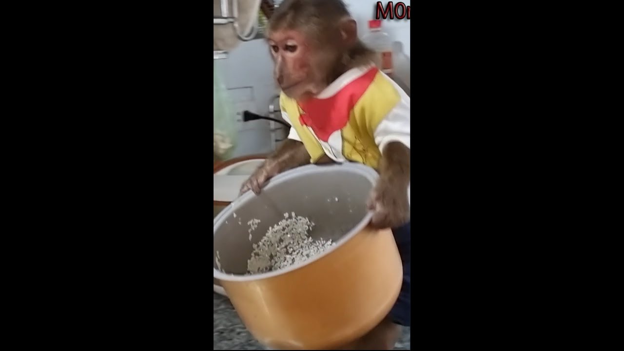 OMG! Smartest animals abu in the world