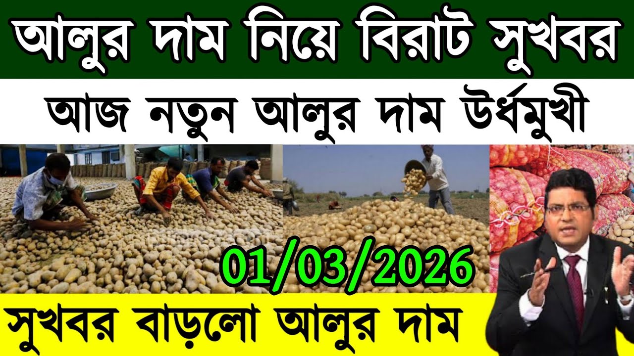 আজকের আলুর বাজার মূল্য/india potato news West bangal/Potato price today west bengal