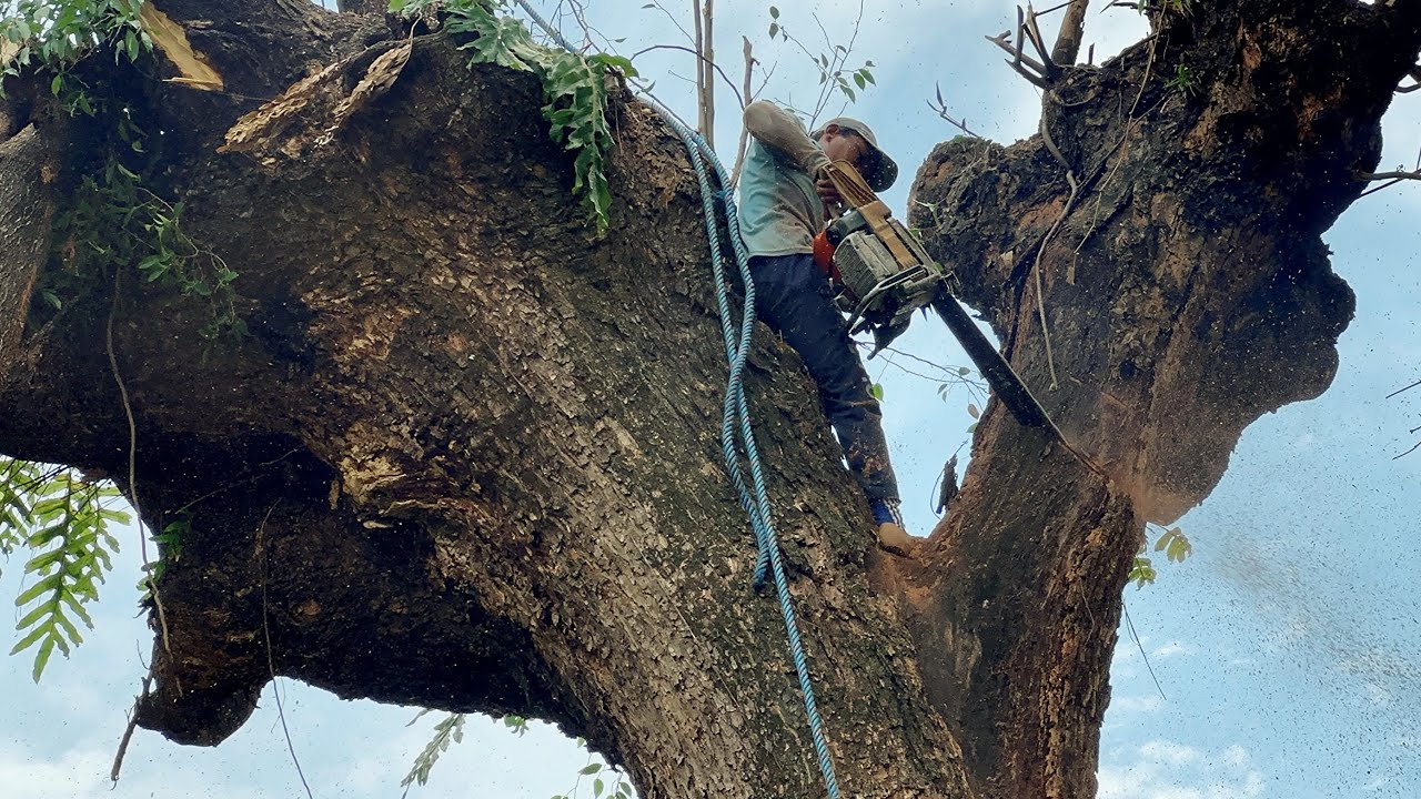 The harsh life of Indonesian lumberjacks and woodworkers‼️