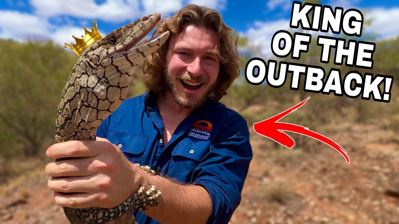 Catching Australia’s BIGGEST LIZARD!