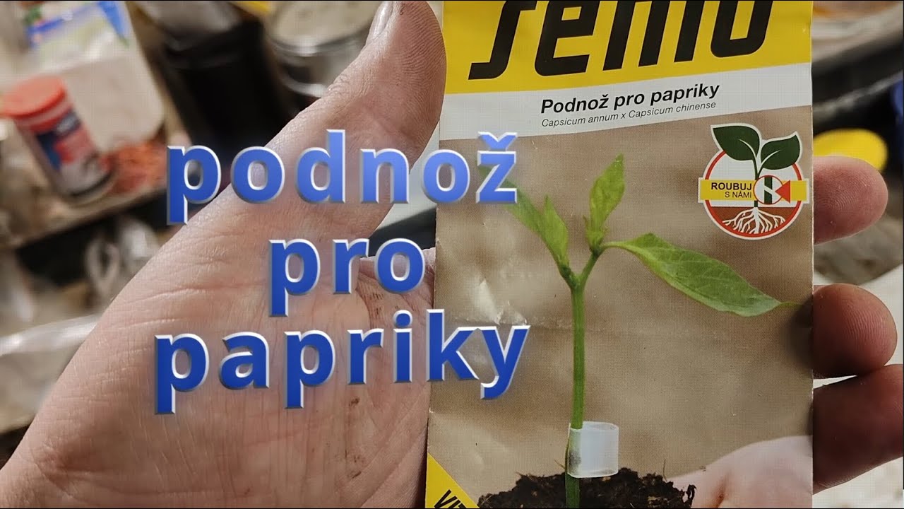 Roubování paprik na podnož! 🌶️ + SOUTĚŽ o ceny UKONČENA! #papriky